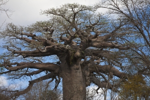 Posvátný baobab